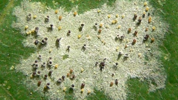 El oídio es una enfermedad