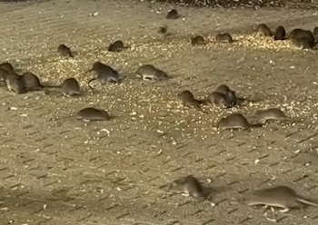 Un grupo de ratas recorre un suelo pavimentado con restos de comida dispersos