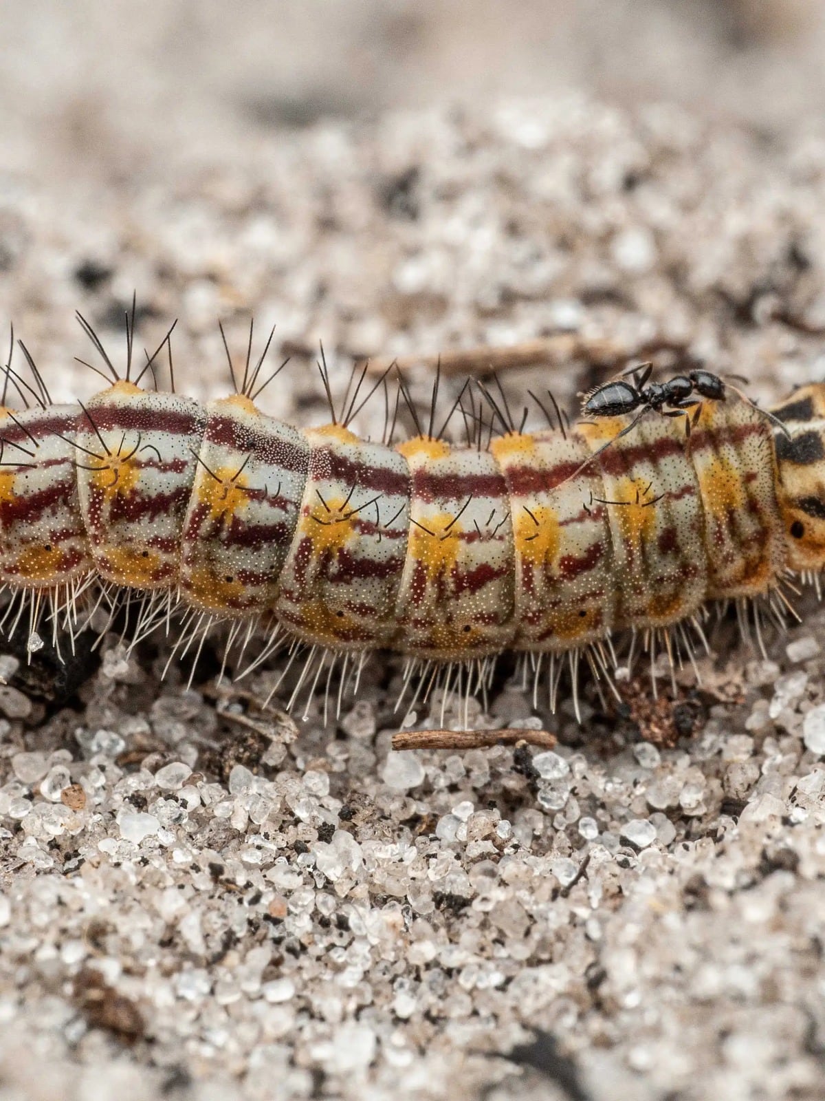La oruga de cobre, descubierta junto con su mariposa adulta, representa una de las especies inéditas halladas por los científicos en la región (The Wilderness Project)