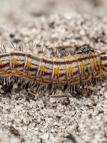 La oruga de cobre, descubierta junto con su mariposa adulta, representa una de las especies inéditas halladas por los científicos en la región (The Wilderness Project)
