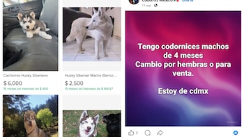 Vendedores ofertan mascotas en redes