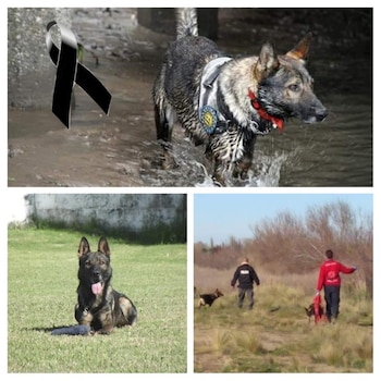 (Gentileza: Facebook K9 Búsqueda y