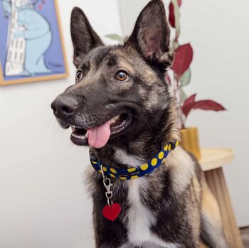 El cachorro mestizo fue rescatado