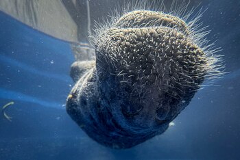Joven manatí reaviva la esperanza en Amazonía