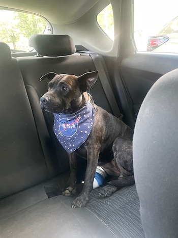 El caso de Rosie destaca