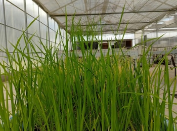 Los investigadores comenzaron a diseñar