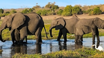 Malawi gana presencia como destino de safaris, con reservas que reúnen a los llamados Cinco Grandes (Captura/YouTube)