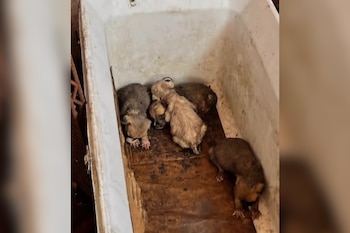 Cuatro cachorros de perro dentro de un recipiente blanco desgastado con una base de cartón manchado