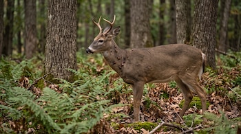 Un venado con pequeñas astas y garrapatas en el cuello se encuentra rodeado de helechos y árboles en un bosque.