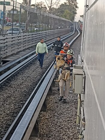 Personal del Metro acudió a