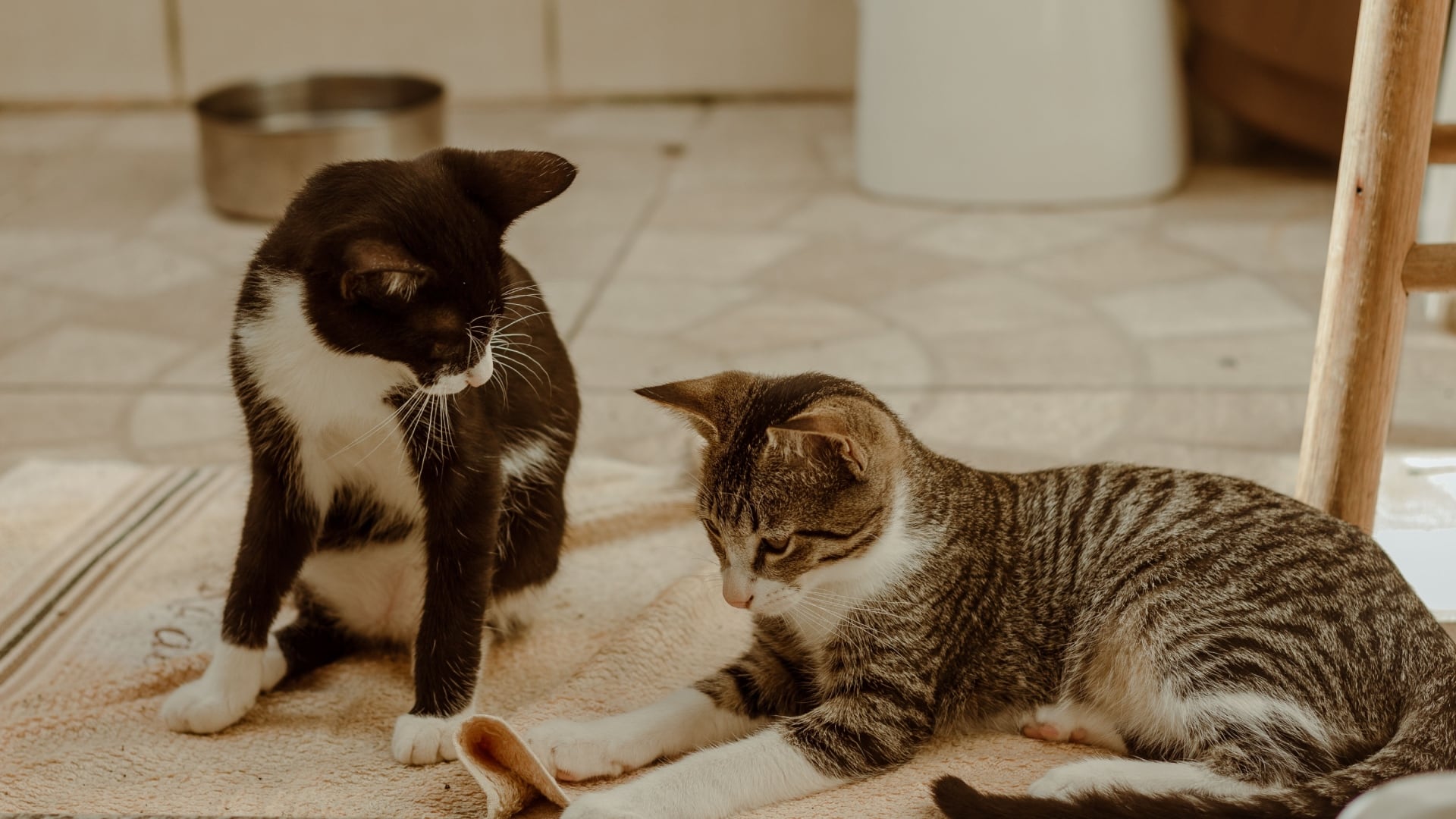 Gatos (Pexels)