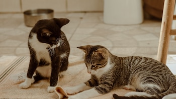 Tu gato sí puede extrañarte: estas señales revelan cuánto apego tiene hacia ti