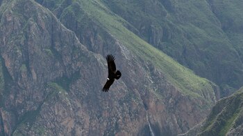 En el Cañón de Colca