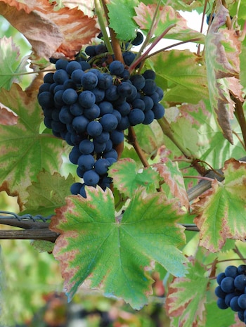 Fotografía de un racimo de uva Monastrell, con la que se produce el Fondillón