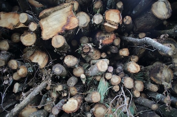 Leña apilada. (Carlos Castro/Europa Press)