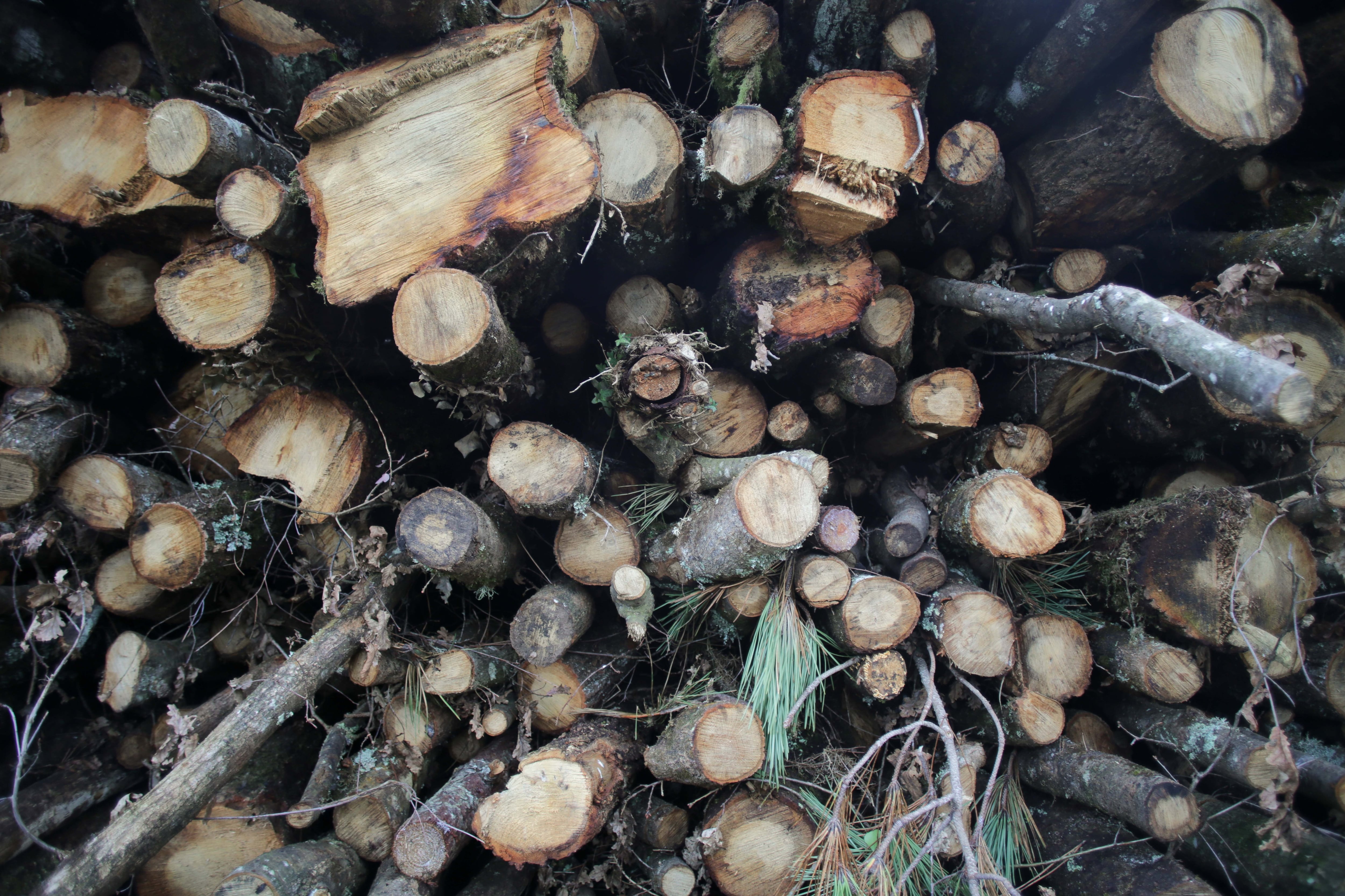 Se deberían almacenar leña lejos de la vivienda y elevada del suelo. Es para prevenir hantavirus. (Carlos Castro/Europa Press)
