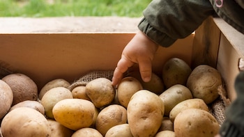 Evolucionar gracias a las patatas: una adaptación digestiva para descomponer el almidón permitió que las personas de los Andes sobrevivieran mejor