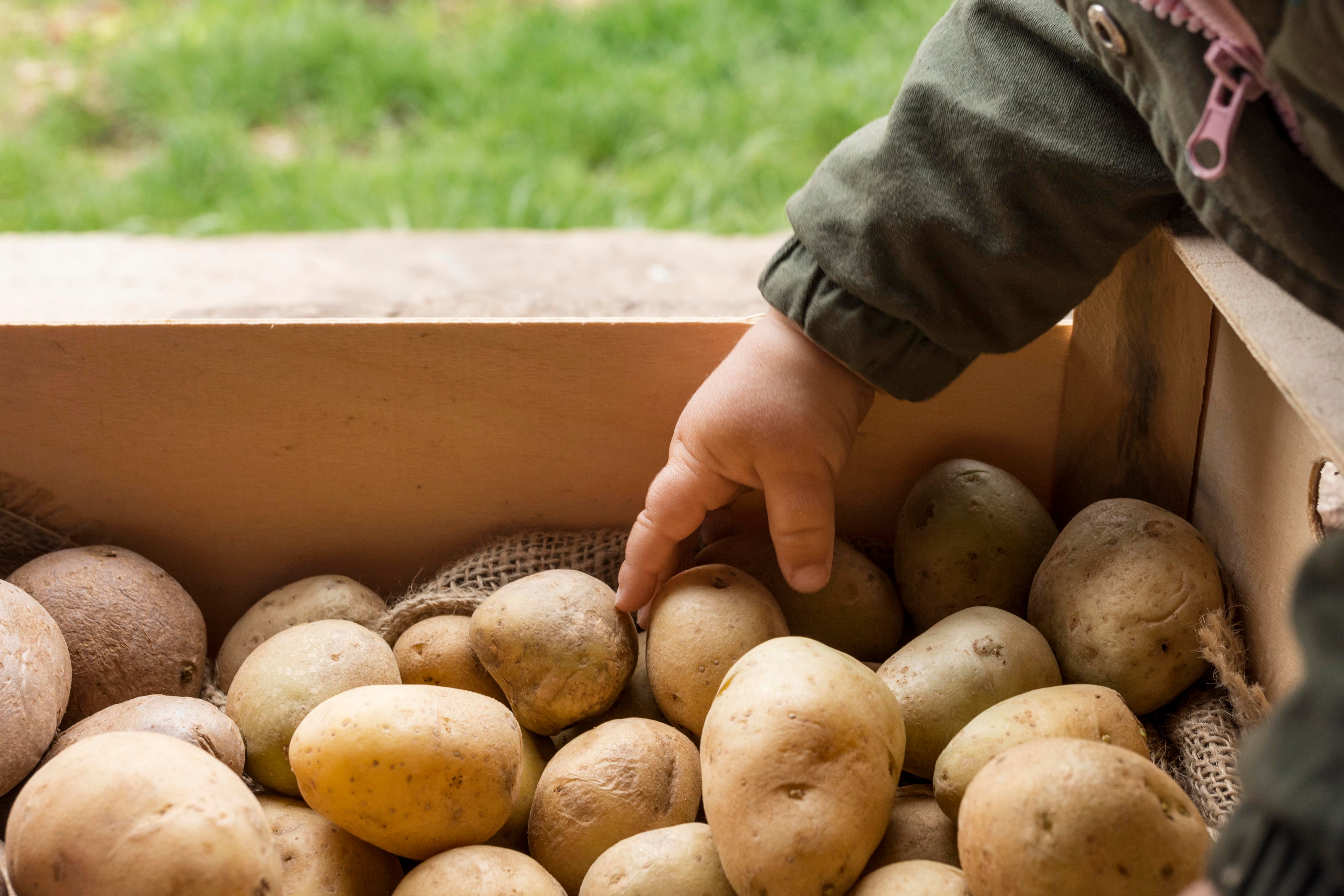 Una caja de patatas. (Magnific)