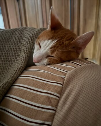 Jimena Barón y su gato Torino
