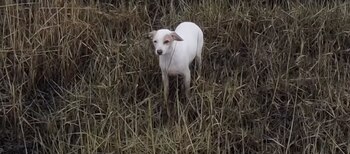 Millie en medio del pantano