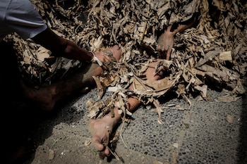 El aroma del árbol Taru