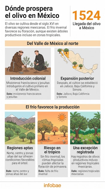 Infografía sobre el olivo en México con un mapa nacional, frailes plantando árboles, montañas, árboles bajo el sol y paisaje tropical.