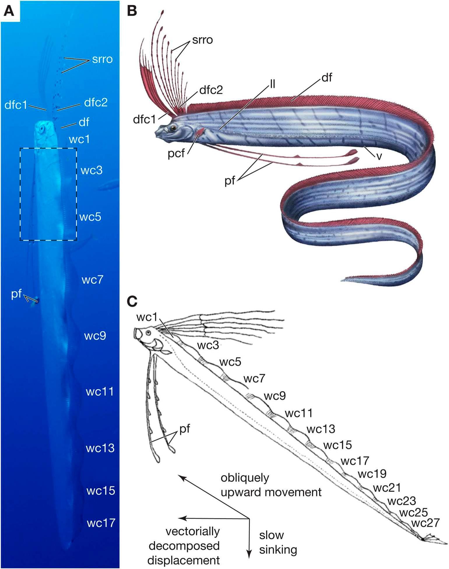 La revista científica Ichthyology & Herpetology publicó el estudio sobre el mecanismo de propulsión del pez remo (Gentileza, estudio: Sistema musculoesquelético de la aleta dorsal de los peces remo (Regalecidae): los radios de las aletas como elementos rotatorios en un sistema ondulatorio, publicado en Ichthyology & Herpetology)