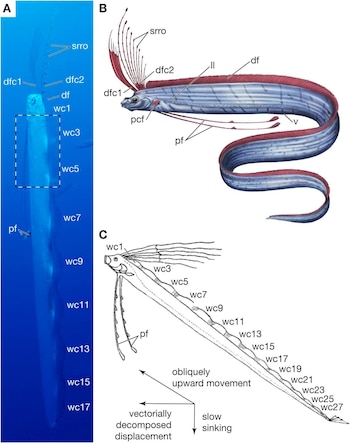 Fotografía, ilustración a color y diagrama esquemático con etiquetas anatómicas de un pez remo sobre fondo blanco y azul