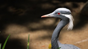 Desapareció hace más de 100 años y ahora luchan por su reintroducción: el ave extinta en España que podría volver a nuestros humedales