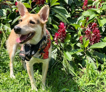 El caso de Tomy, hallado