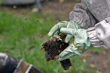 Las abejas con cafeína mostraron