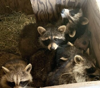 A mediados de abril sus