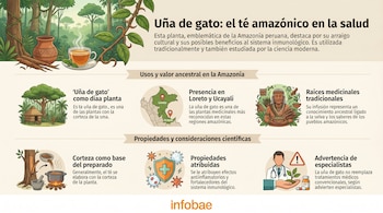 Infografía detallada sobre la Uña de gato, con ilustraciones de la planta, su té, un mapa del Perú, un chamán, un médico y secciones explicativas.