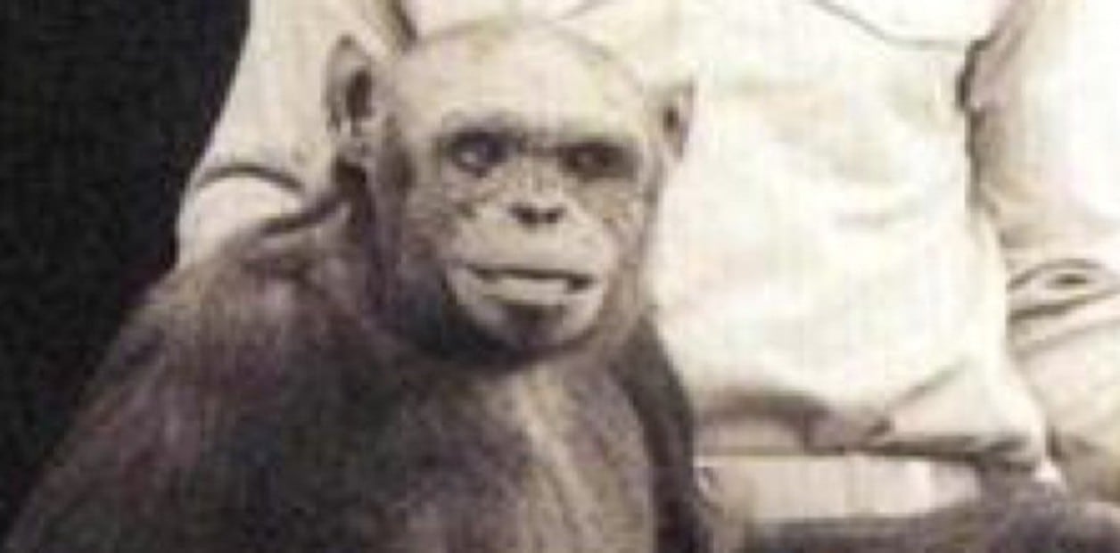 Un estudio publicado en el American Journal of Physical Anthropology estableció que su ADN mitocondrial pertenecía a una estirpe poco común de Gabón