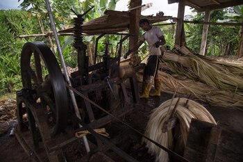 Varios de los abacaleros de