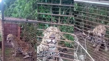 Comunidad wayúu capturó a un jaguar que atacaba al ganado y pidió a las autoridades reubicarlo en una zona segura