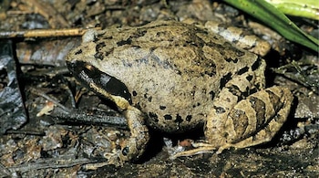 Siete nuevas especies de ranas revelan la biodiversidad oculta de Madagascar