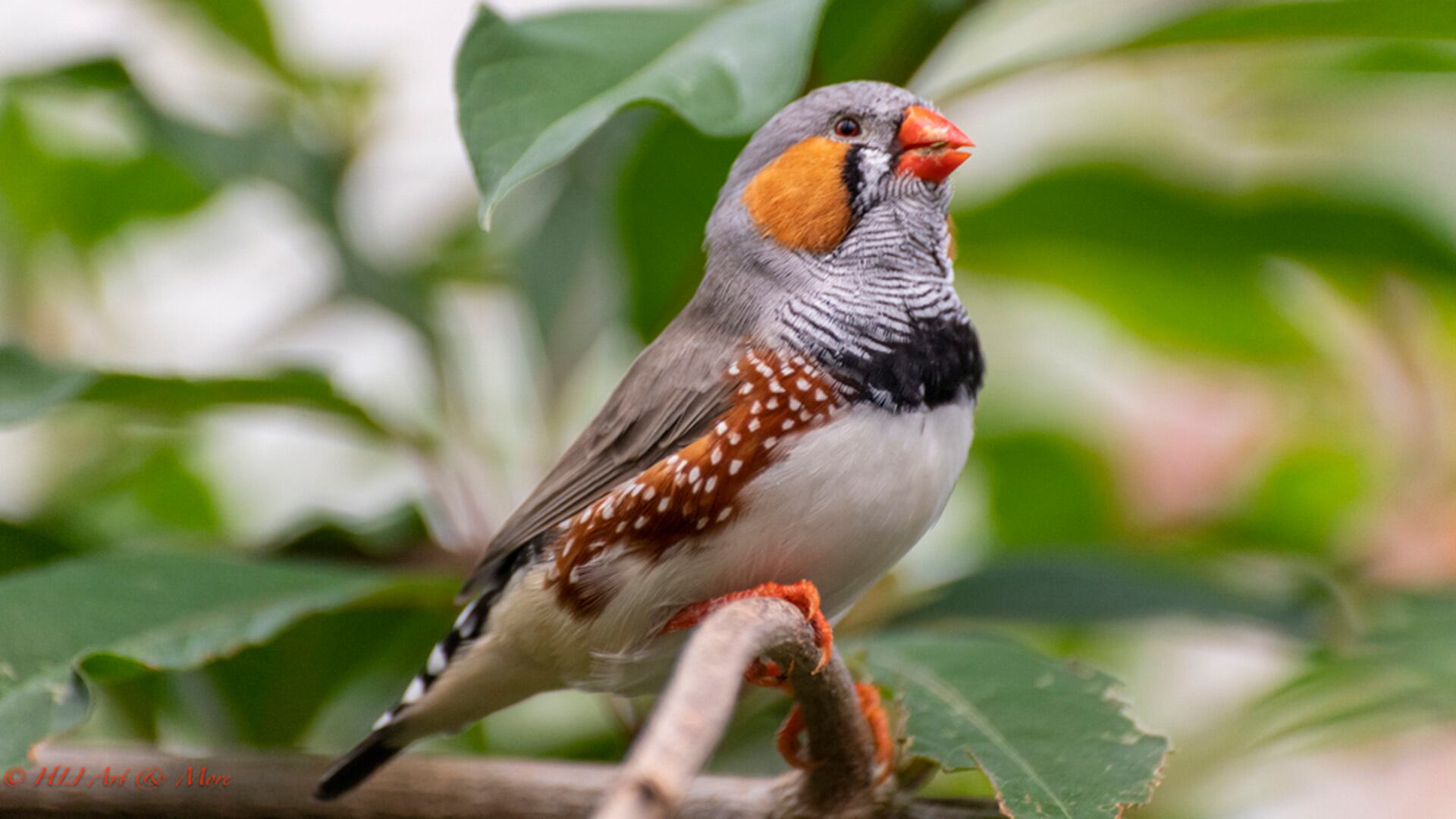 El fenómeno del 'coro del amanecer' podría estar regulado por mecanismos hormonales y señales ambientales en las aves./HLI-Photography ArgentiNat FVSA