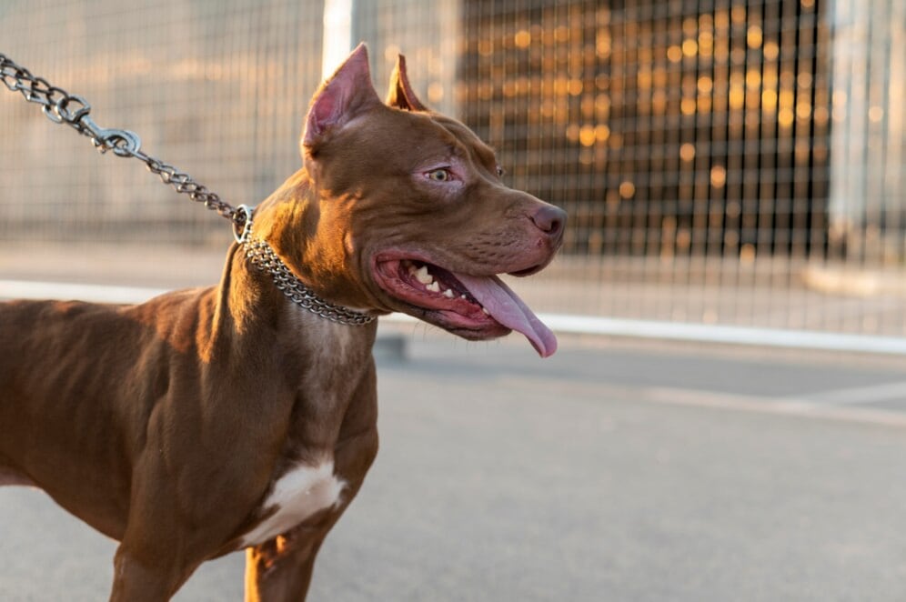 Este no es el primer ataque registrado de un perro pitbull a un menor