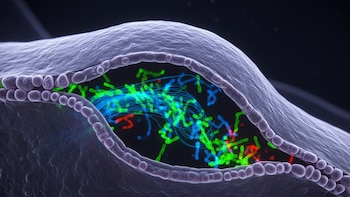 Cómo los “vientos” celulares podrían cambiar el combate contra el cáncer