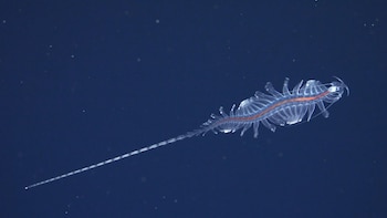 Una expedición científica descubrió 31 nuevas especies marinas en las costas de Brasil