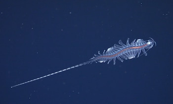 Descubren 31 especies en una expedición submarina en Brazil
