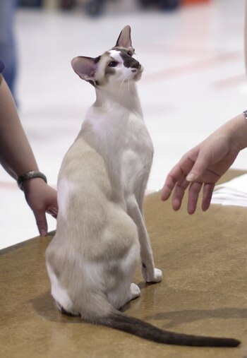 Esta raza demanda mucha atención