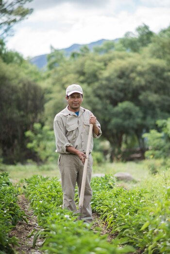 Las plantaciones de Colomé tienen