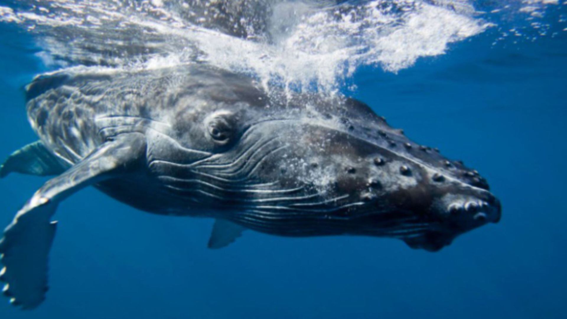El avistamiento de ballenas jorobadas impulsa la economía turística de Piura y Tumbes con la llegada anual de cetáceos desde la Antártida.