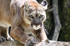 Video | Cámara trampa captó a un Puma concolor, la segunda especie de felino más grande del continente americano, en una reserva ubicada en Tolima