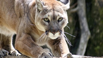 Video | Cámara trampa captó a un Puma concolor, la segunda especie de felino más grande del continente americano, en una reserva ubicada en Tolima
