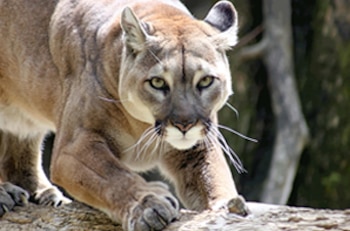 El Puma Concolor es el segundo felino más grande del continente americano, según la Corporación Autónoma Regional del Tolima - crédito Corporación Autónoma Regional del Tolima/Sitio web oficial