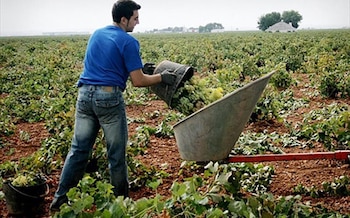 Un joven agricultor trabajando en un viñedo. REMITIDA / HANDOUT por UNIÓN DE UNIONES