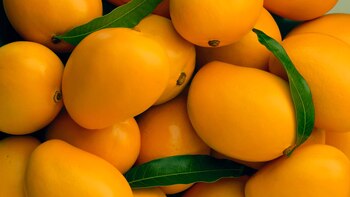 Mangos y sus beneficios